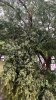 Branch snapped during storms and is hanging over footpath.