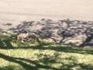 Recurring pothole and hump signage in residential street